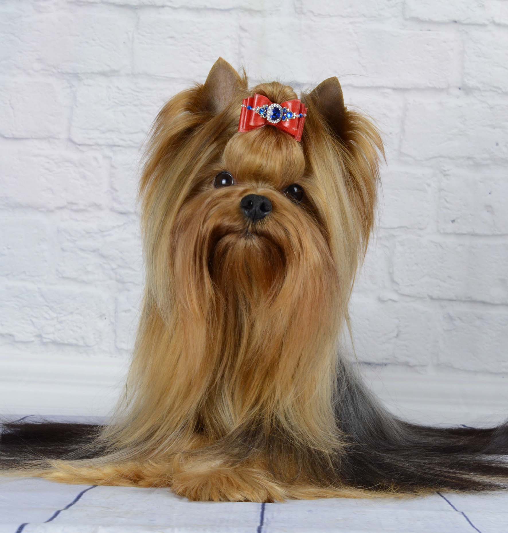 SVETSTYLE AMAZ &mdash; Labaza DogPedigree YorkshireTerrier